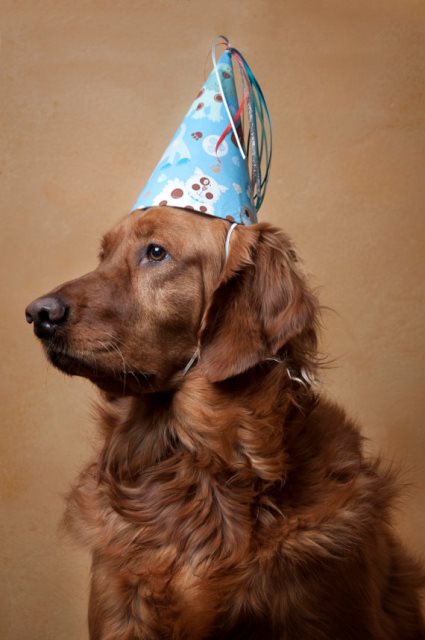 Birthday Dog with hat!