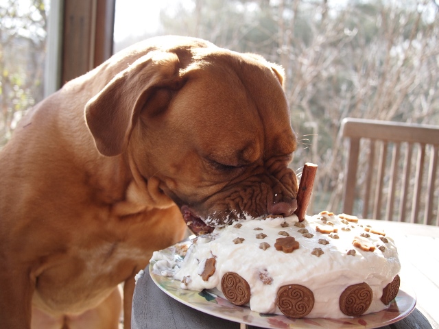 Cute DIY Organic Dog Birthday Cake
