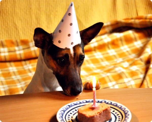 DIY Doggie Birthday Hat