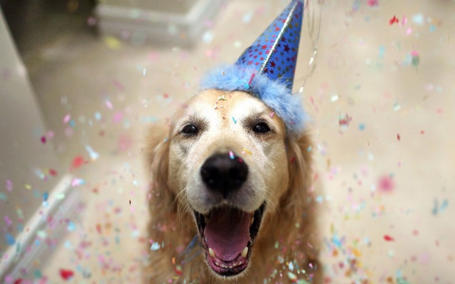 Dog party hotsell hat