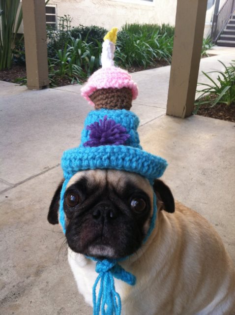 Pug Dog with Birthday Hat!