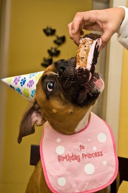 This is the cutest dog birthday picture!