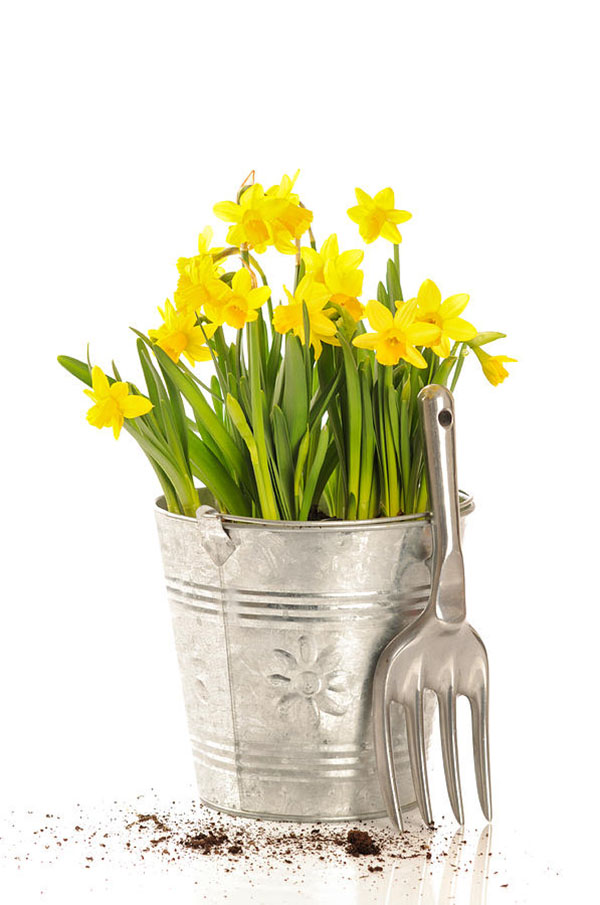 I love this Daffodil centerpiece for spring!