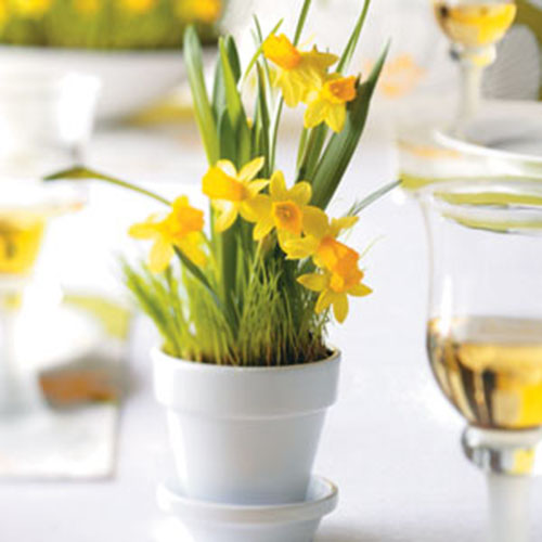 Love these cute litte pots of Daffodils