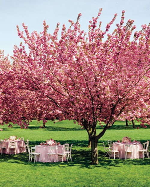 Outdoor cherry blossom wedding