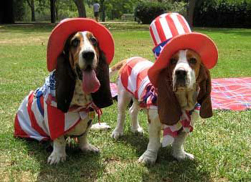 Cute 4th of July basset hounds