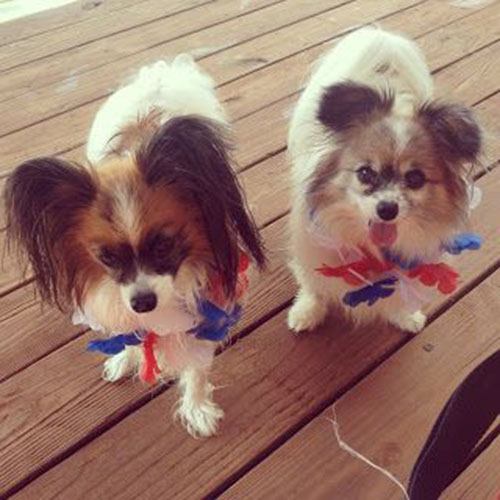 Cute 4th of july pups