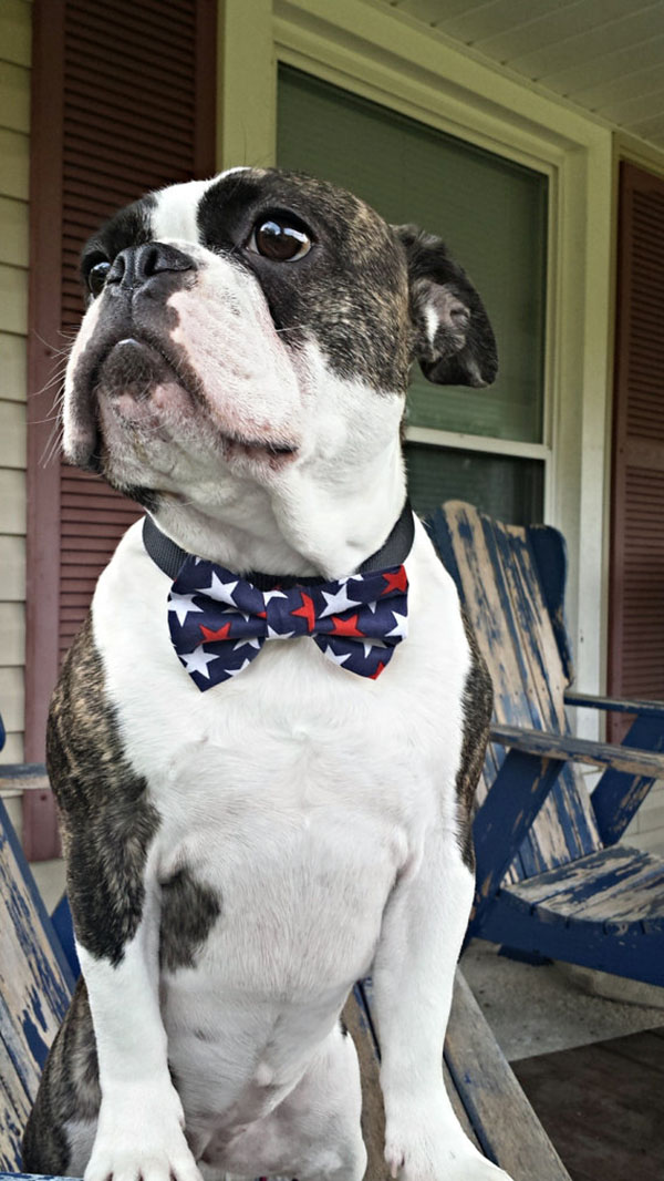 Fancy 4th of July Bow tie for dogs!