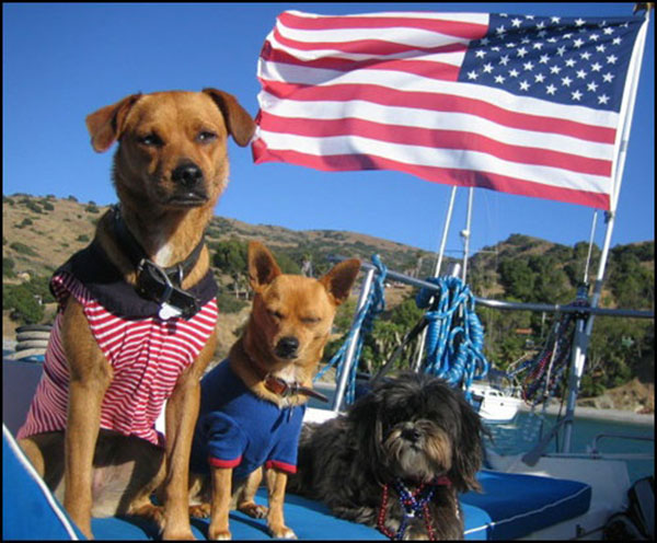 These 4th of July pups are cute!