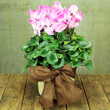 Mothers day cyclamen-basket