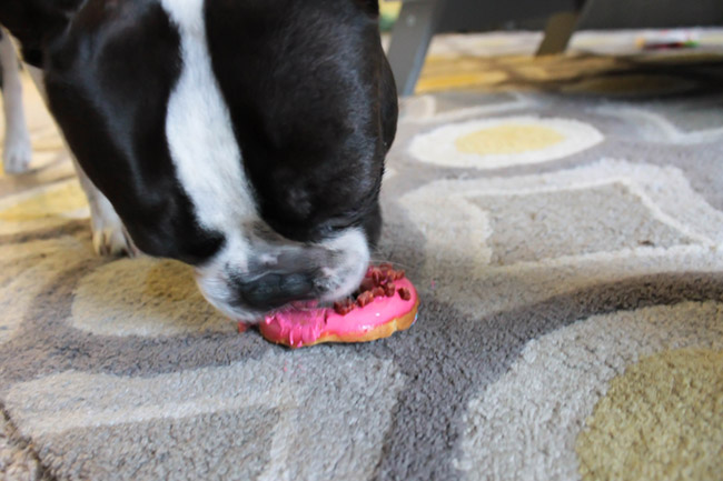 Dog Party Donuts