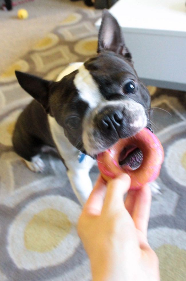 Doggie Party Dog Donuts- Yum!