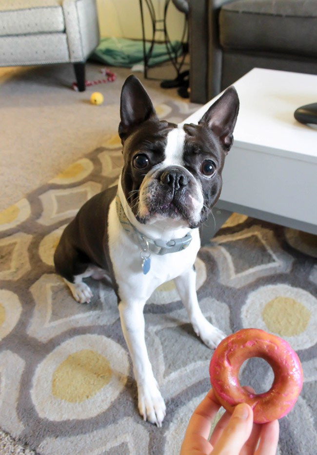 Puppy Party Dog Treat Donuts