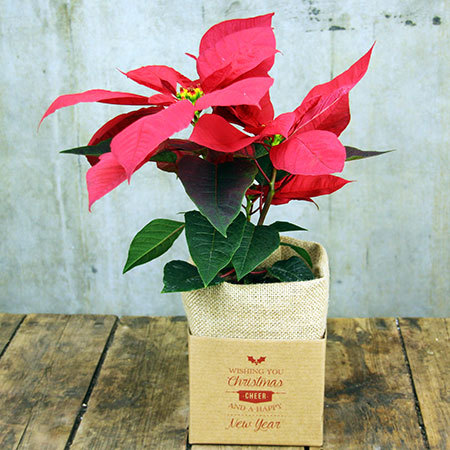 lovely Poinsettia Christmas Flowers That are great for a table or a gift