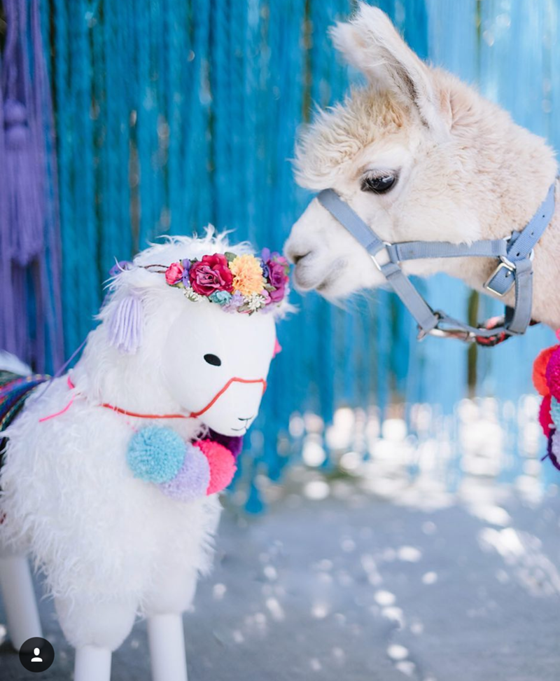 llama party heaven! - See more llama party love on B. Lovely Events